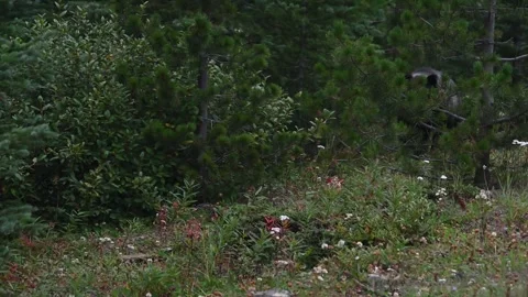 Grizzly bear in the wild Stock Footage 328369989