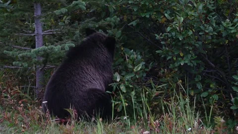 Grizzly bear in the wild Stock Footage 328370007