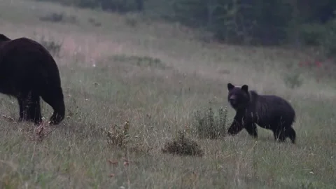 Grizzly bear in the wild Stock Footage 328370014