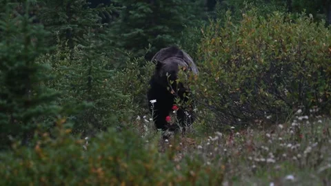 Grizzly bear in the wild Stock Footage 328370033