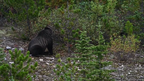 Grizzly bear in the wild Stock Footage 328370038