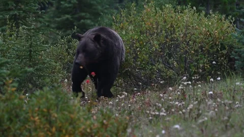 Grizzly bear in the wild Stock Footage 328370039