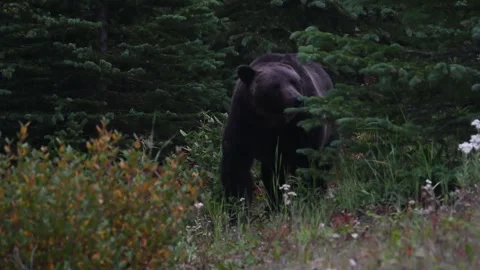 Grizzly bear in the wild Stockbeeldmateriaal 328370060