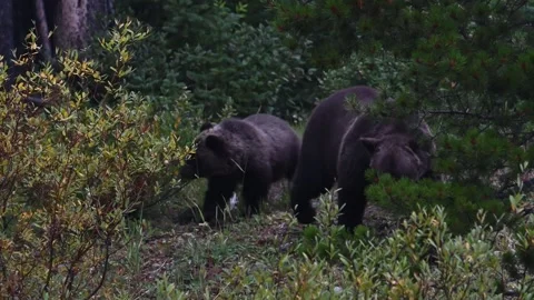 Grizzly bear in the wild Stock Footage 328370064
