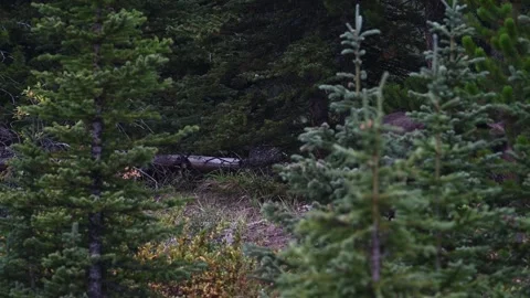 Grizzly bear in the wild Stock Footage 328370075