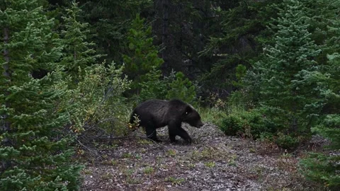Grizzly bear in the wild Видео 328370093