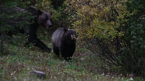 Grizzly bear in the wild 스톡 동영상 328370097