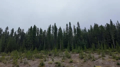 Grizzly bear in the wild Видео 328370116