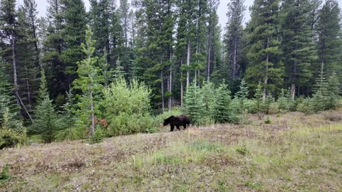 Grizzly bear in the wild Stock Footage 328370152