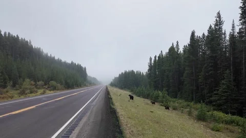 Grizzly bear in the wild Stock Footage 328370155