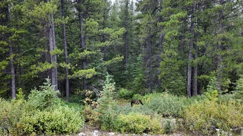 Grizzly bear in the wild Stock Footage 328370261