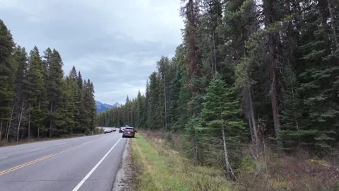 Grizzly bear in the wild Видео 328370339