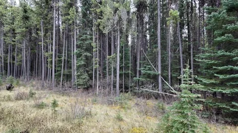 Grizzly bear in the wild 스톡 동영상 328370396