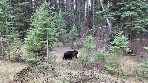 Grizzly bear in the wild Видео 328370490