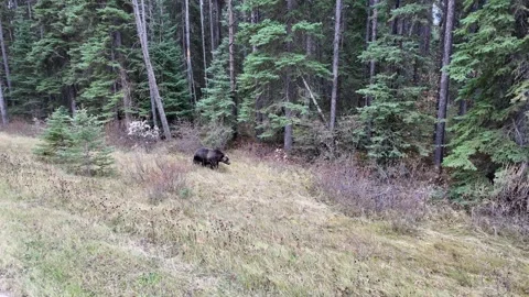 Grizzly bear in the wild Stock-Footage 328370502