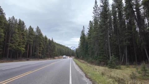 Grizzly bear in the wild Stock Footage 328370597