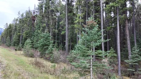 Grizzly bear in the wild 動画素材 328370668