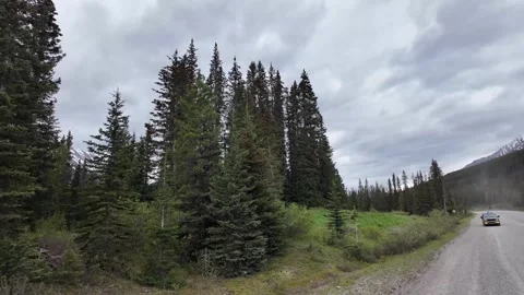 Grizzly bear in the wild Video stock 337839792
