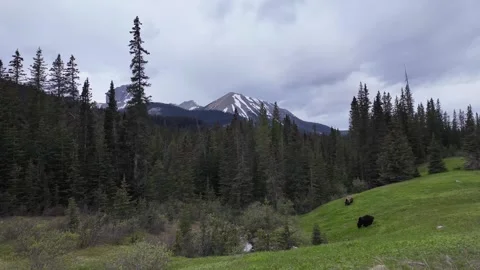 Grizzly bear in the wild Vídeos de archivo 337839805