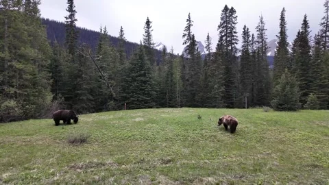 Grizzly bear in the wild Видео 337839809