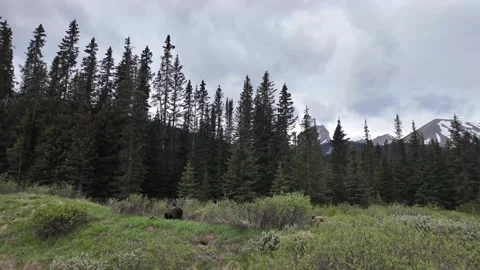 Grizzly bear in the wild Vidéo 337839812