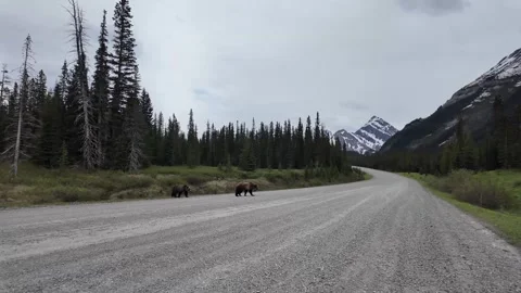 Grizzly bear in the wild Stock Footage 337839832