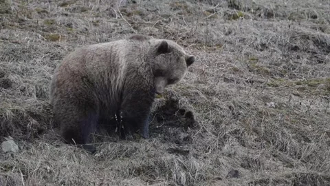 Grizzly bear in the wild Stock Footage 337839850