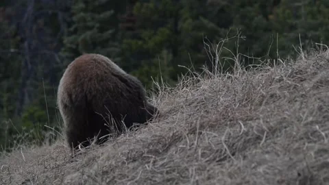 Grizzly bear in the wild Video stock 337839858