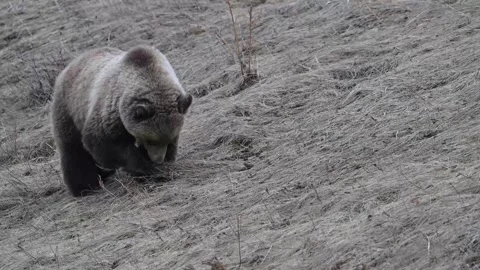 Grizzly bear in the wild Stock-Footage 337839897