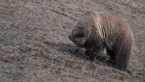 Grizzly bear in the wild Stockbeeldmateriaal 337839905