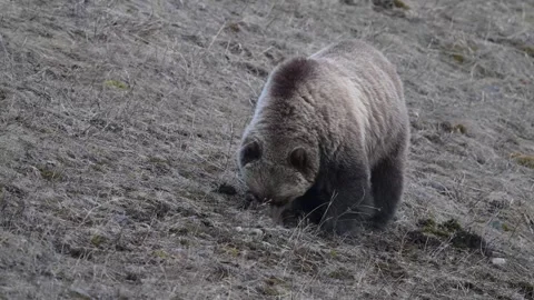Grizzly bear in the wild Vídeos de archivo 337839911