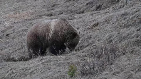 Grizzly bear in the wild Stock Footage 337839930
