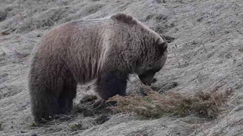 Grizzly bear in the wild Vídeos de archivo 337839965