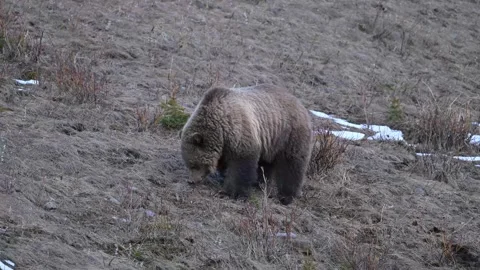 Grizzly bear in the wild 스톡 동영상 337839993