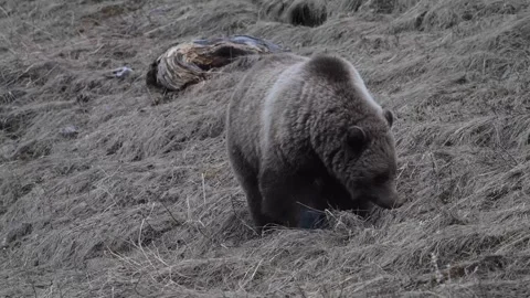 Grizzly bear in the wild 스톡 동영상 337840139