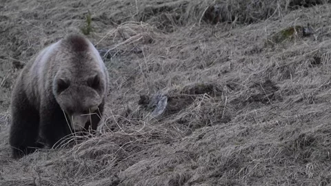 Grizzly bear in the wild Vídeos de archivo 337840155