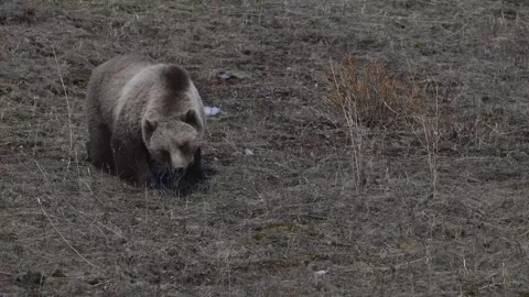 Grizzly bear in the wild 動画素材 337840161