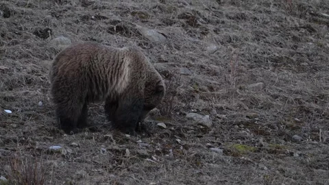 Grizzly bear in the wild Vídeos de archivo 337840173