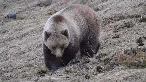 Grizzly bear in the wild Vídeos de archivo 337840203