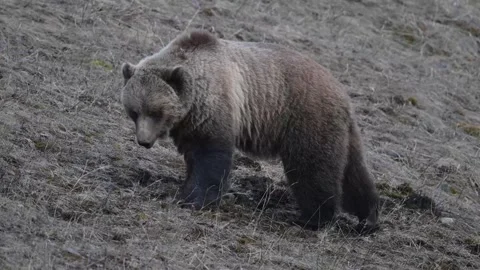 Grizzly bear in the wild Vídeos de archivo 337840215
