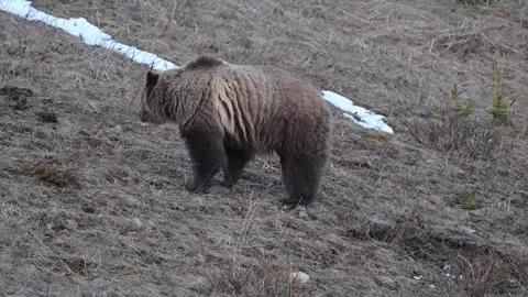Grizzly bear in the wild Vídeos de archivo 337840224