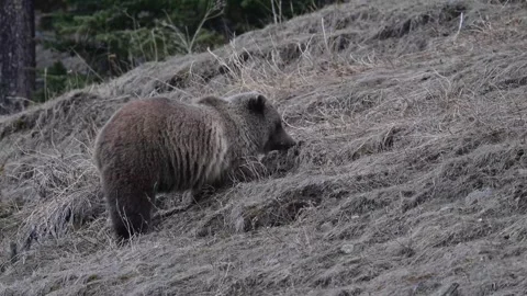 Grizzly bear in the wild Stock-Footage 337840407