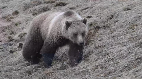 Grizzly bear in the wild Stock Footage 337840447