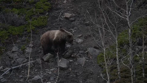 Grizzly bear in the wild Vídeos de archivo 337840458