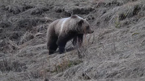 Grizzly bear in the wild 動画素材 337840463