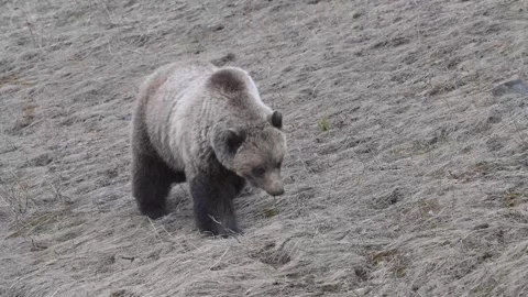 Grizzly bear in the wild Видео 337840468