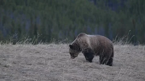 Grizzly bear in the wild Vídeos de archivo 337840488