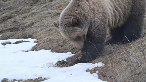 Grizzly bear in the wild Stock Footage 337840498