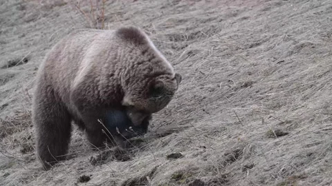 Grizzly bear in the wild Stock-Footage 337840506