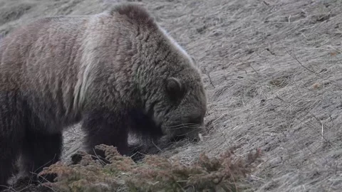 Grizzly bear in the wild Stock Footage 337840507